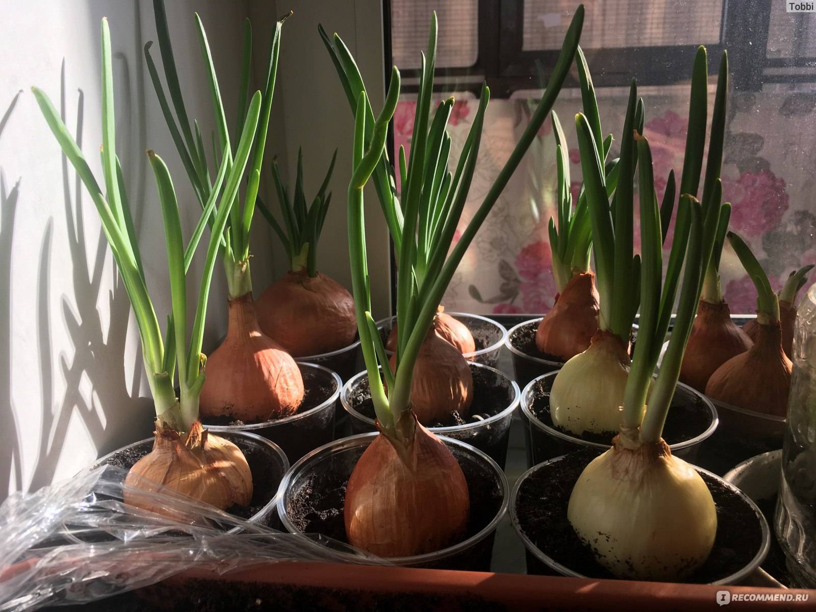 Выращивание лука в домашних условиях – простые и действенные методы