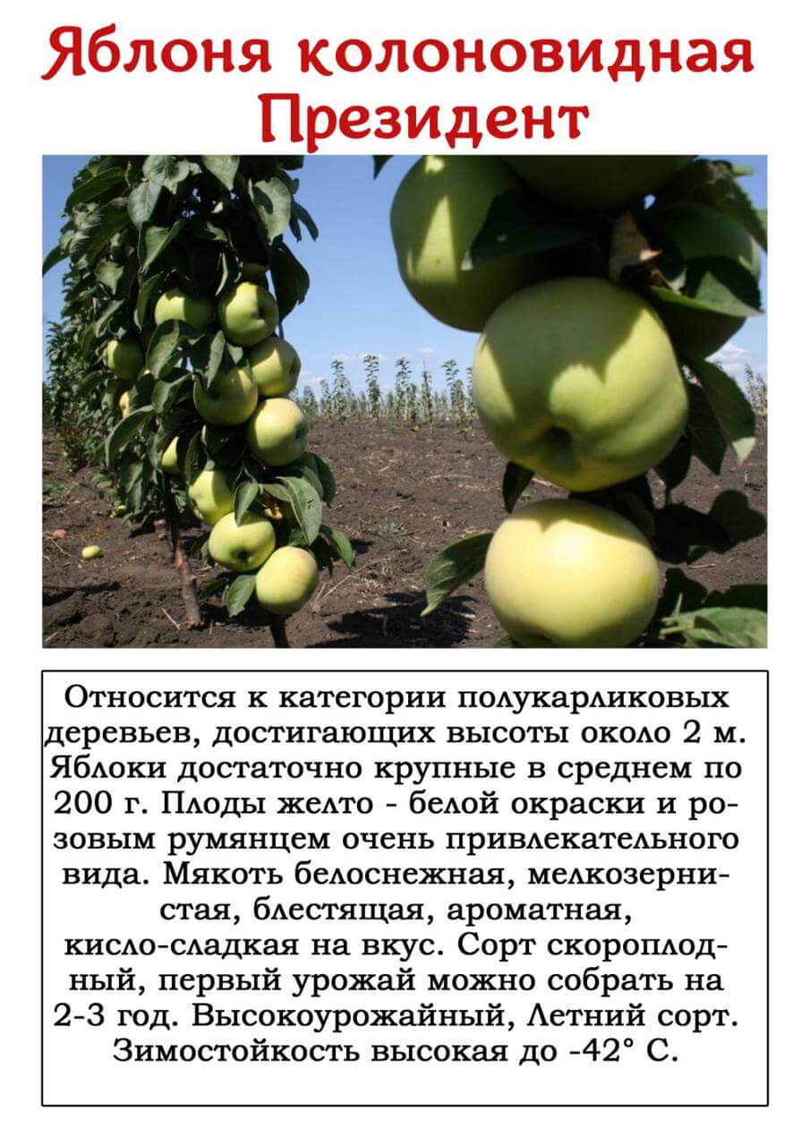 Описание сорта колоновидной яблони президент: фото яблок, важные характеристики, урожайность с дерева