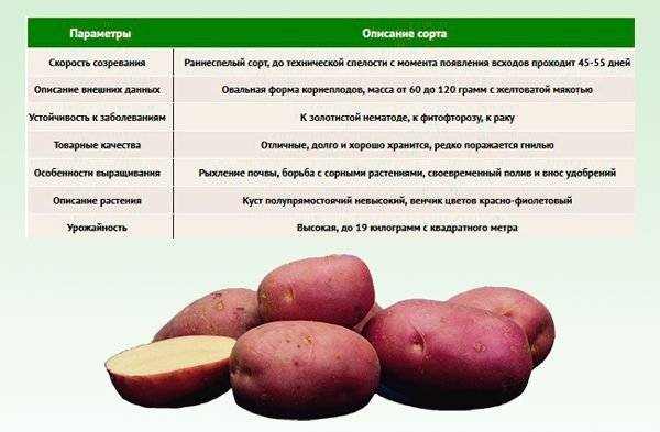 Подробное описание сорта картофеля ред скарлет: характеристика, болезни, особенности посадки