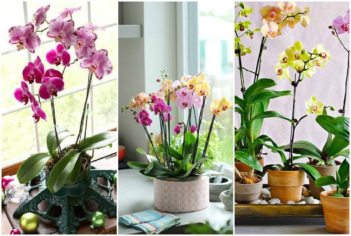 Уход за орхидеей в домашних условиях — как ухаживать, поливать, пересадить?