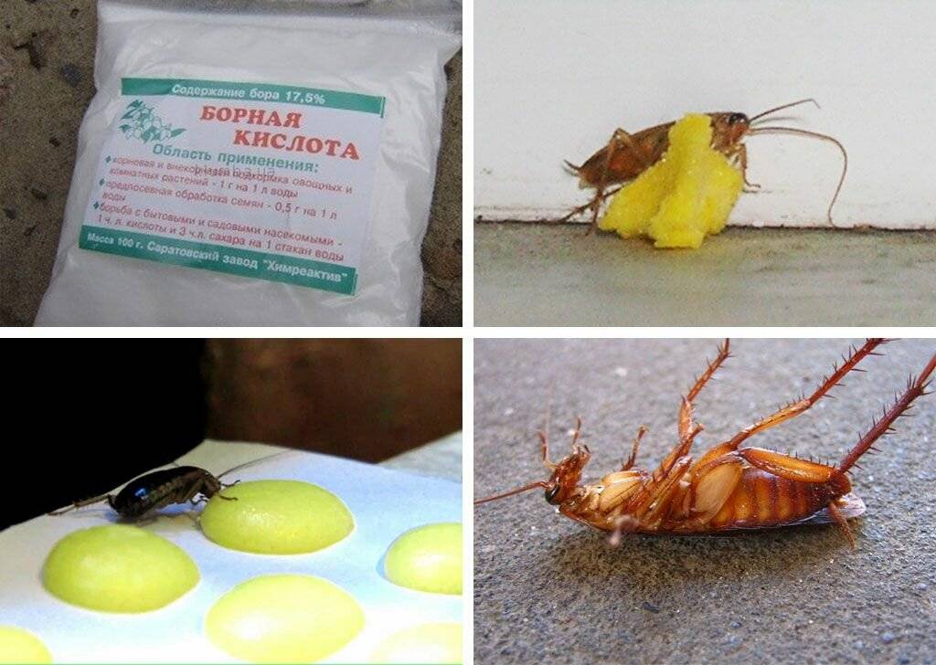 Борная кислота против тараканов: контактная обработка, жидкая приманка, шарики из подручных продуктов