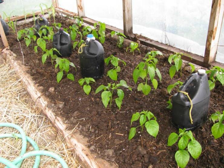 Секреты выращивания сладкого перца в теплице: как ухаживать, чтобы вырастить хороший урожай