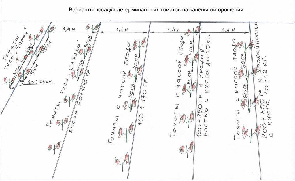 На каком расстоянии сажать арбузы друг