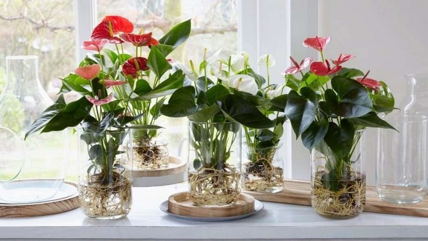Антуриум (anthurium): виды и сорта, посадка и уход в домашних условиях, размножение, пересадка | (фото & видео)