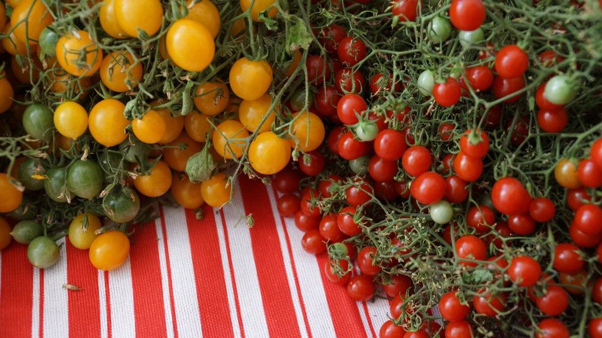 Сорта семян томатов для теплицы