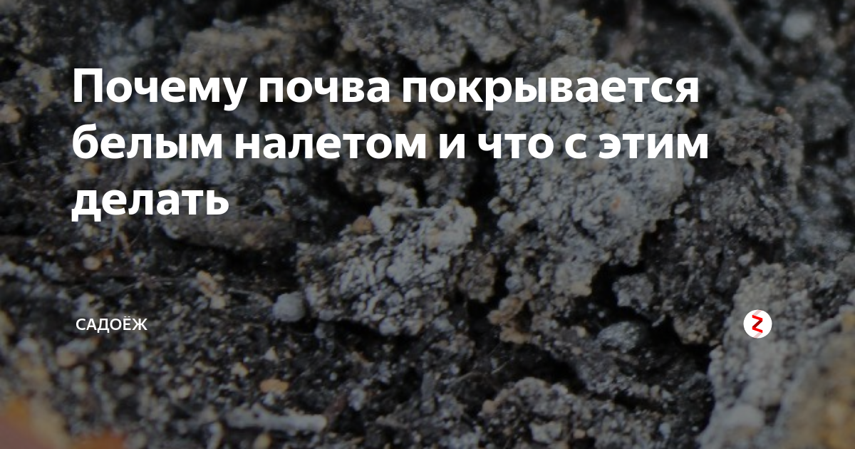 Информация: почему земля в теплице зеленеет и что с этим делать