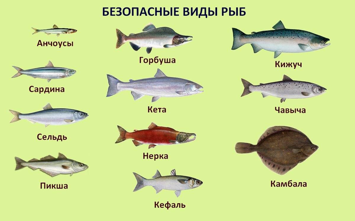 Кушать в меру или не есть вовсе: 9 видов рыбы, которую употреблять следует очень осторожно