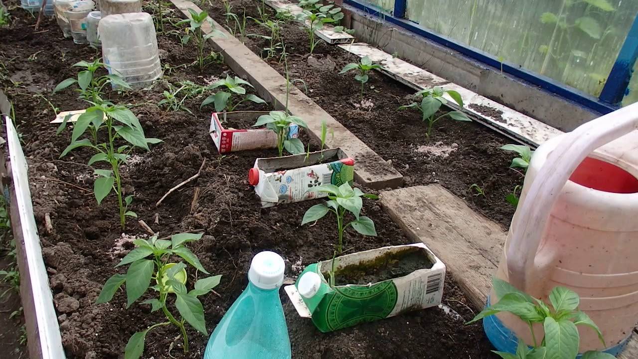 Выращиваем овощи правильно: подкормка перцев в теплице 10 советов