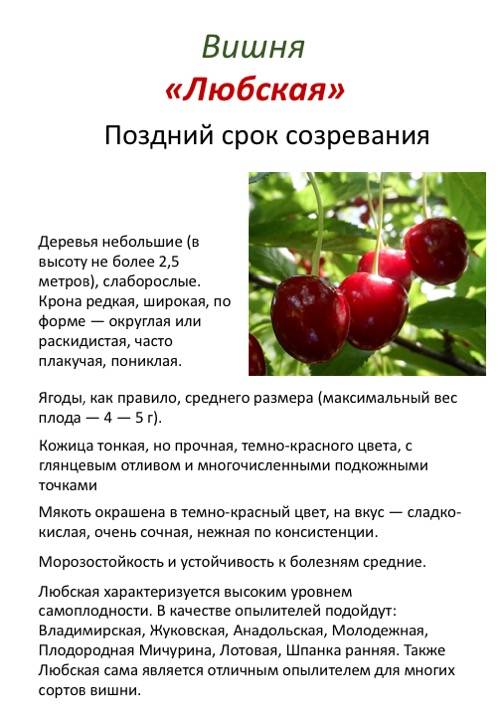 Подробное описание и характеристика сорта вишни молодёжная