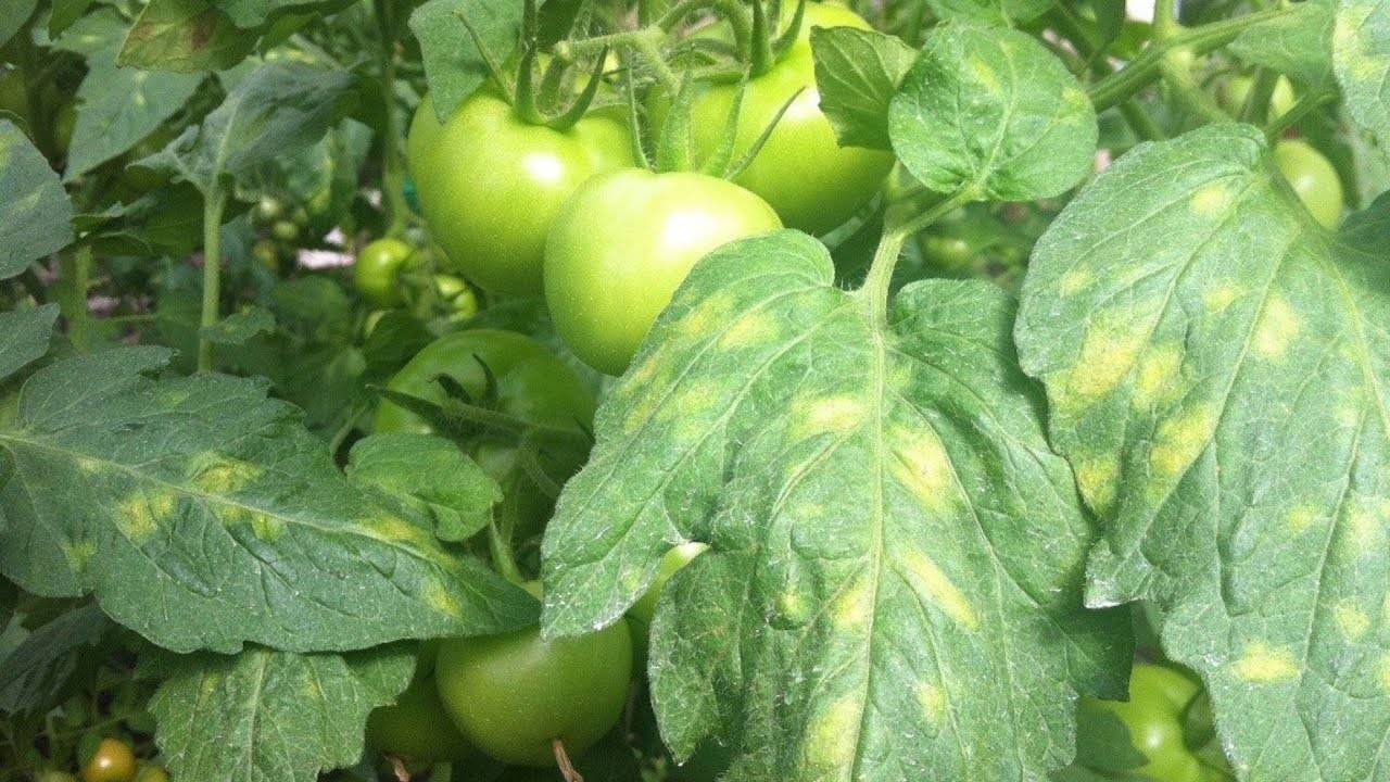 Откуда белые пятна на листьях томатов в теплице, что делать