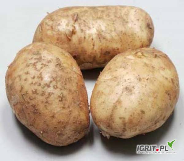 Картофель санте характеристика сорта отзывы вкусовые качества