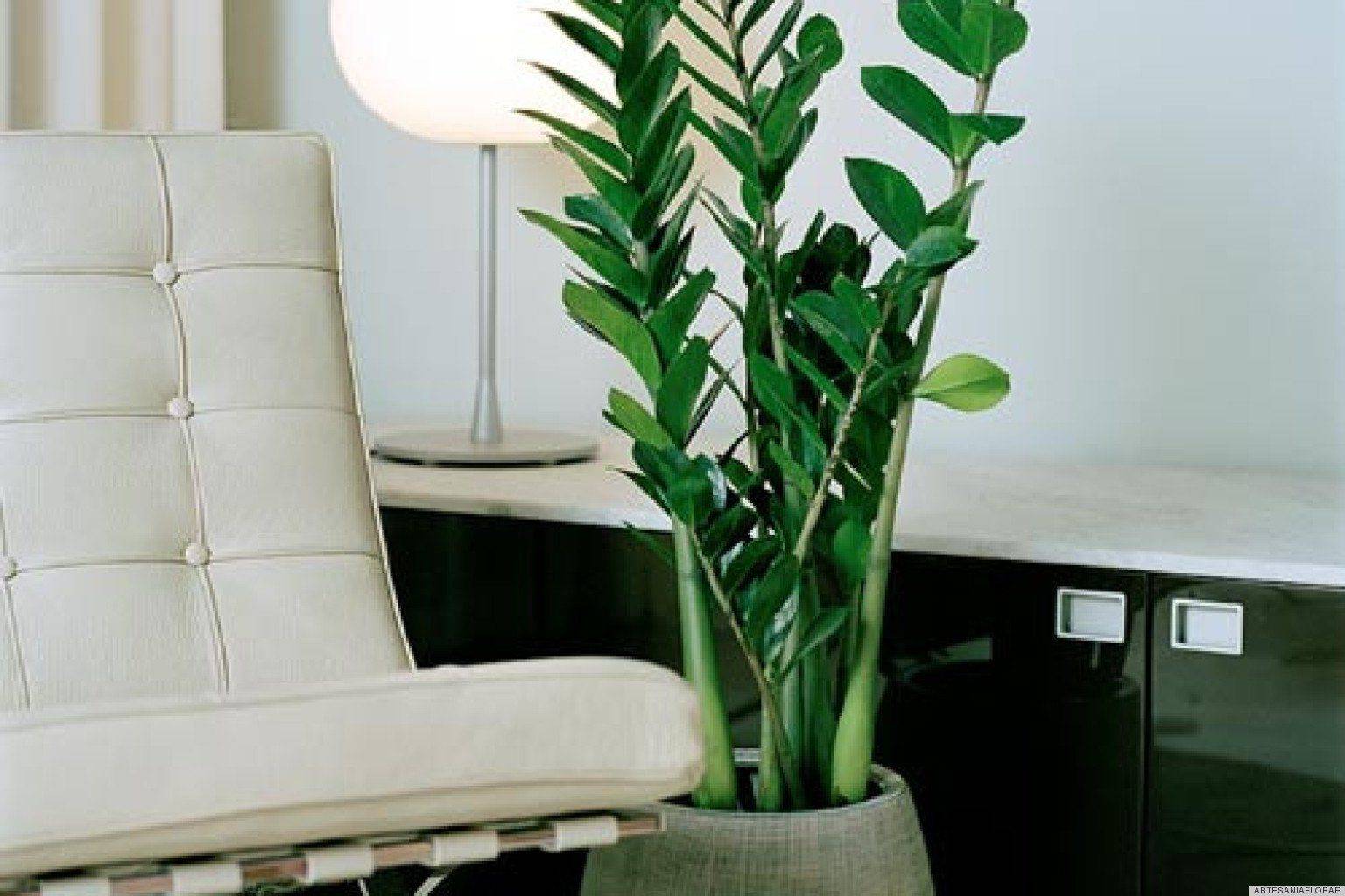 Цветок замиокулькас: фото, уход в домашних условиях