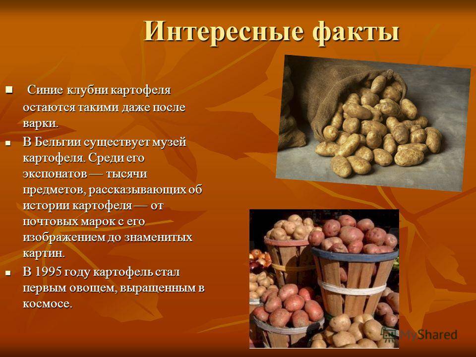 Ботва картофеля: использование картофельной листвы