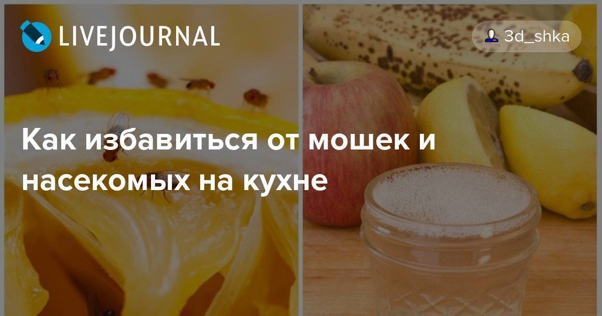 Как избавиться от мошек в квартире: советы, народные средства