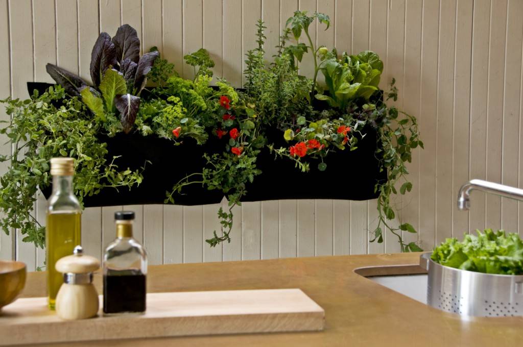 Озеленение кухни: дополняем интерьер комнатными растениями