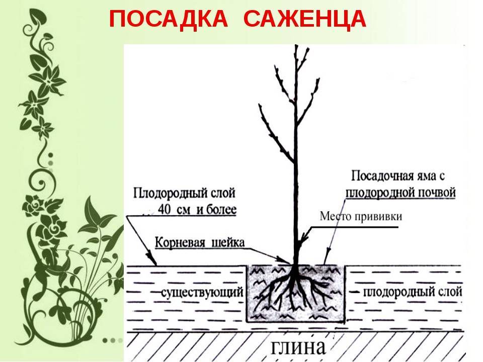 Схема посадки сливы в саду