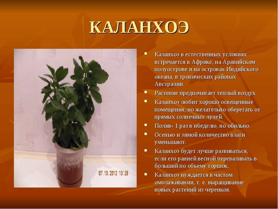 Каланхоэ «каландива» — длительное цветение почти без ухода в домашних условиях. фото — ботаничка