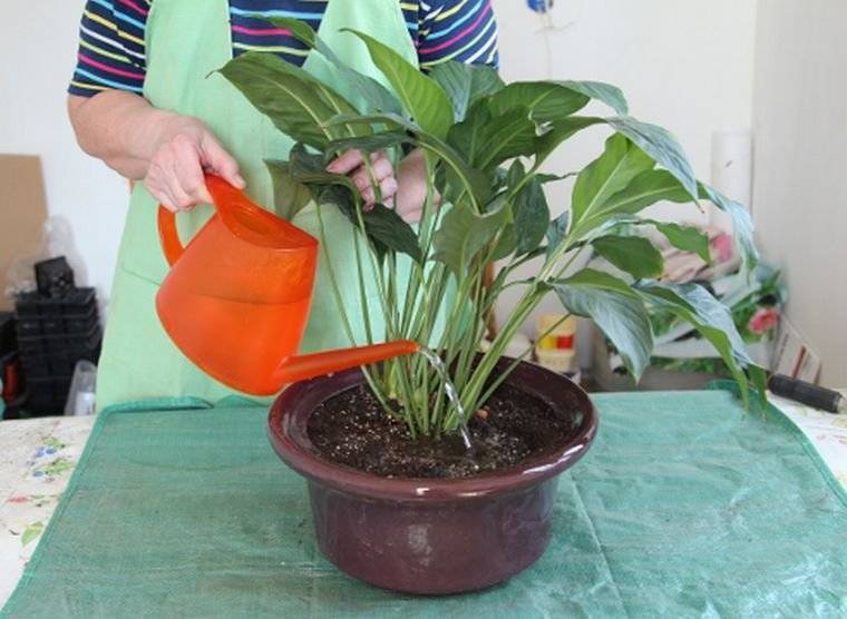Спатифиллум – уход и выращивание в домашних условиях