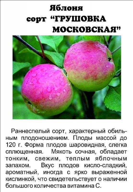 Осенние сорта яблонь для средней полосы россии (поволжья): лучшие виды с названием, описанием и фото, как правильно выбрать, особенности и общие правила ухода selo.guru — интернет портал о сельском хозяйстве