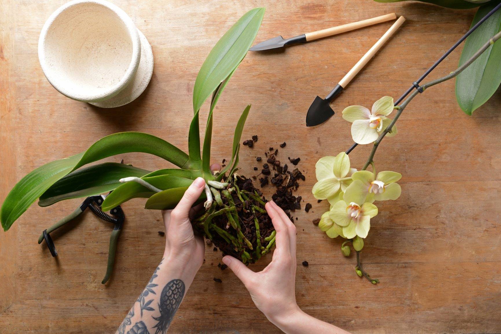 Советы опытных цветоводов: что делать после покупки орхидеи и как ухаживать за ней в домашних условиях?