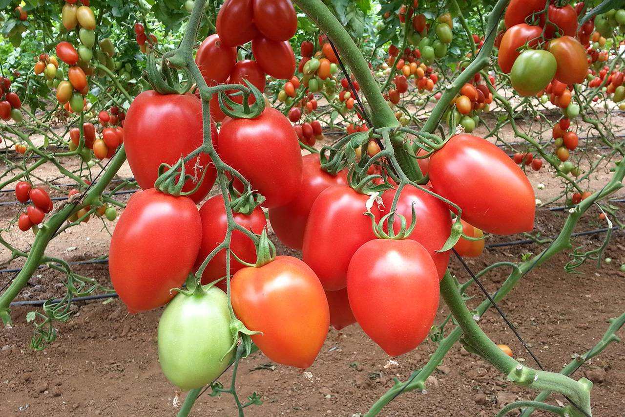 Самые ранние сорта томатов для подмосковья 2021