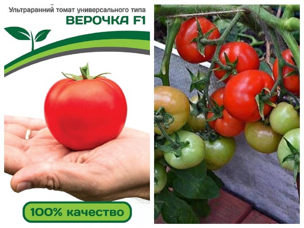 Томаты ранние сорта для теплиц подмосковья. Сорта помидор для урала для теплиц. низкорослые сорта томатов для открытого грунта для урала. томат любимец подмосковья. томат любимец кубани.