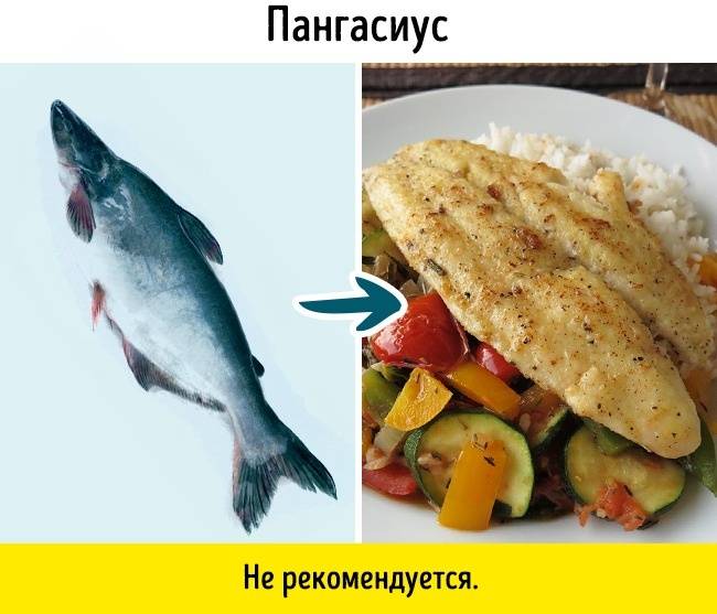 9 видов рыбы, которые лучше не употреблять