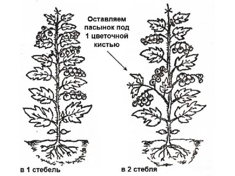 Схема пасынкования помидор в открытом грунте