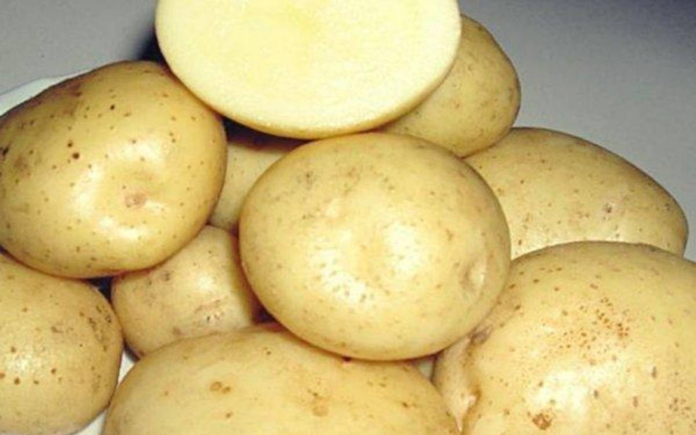 Картофель первоцвет. Картофель сорт Нандина. Сорт картофеля Сантэ. Семенной картофель Бриз. Картофель сорт Артемис.