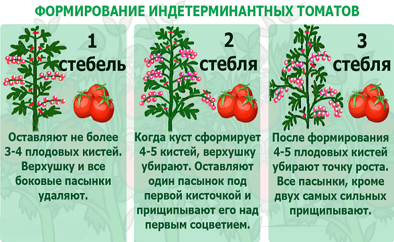 Пасынкование томатов в открытом грунте пошагово. Пасынкование черри. Схема пасынкования томатов. Пасынкование индетерминантных томатов. Схема пасынкования томатов открытом грунте.