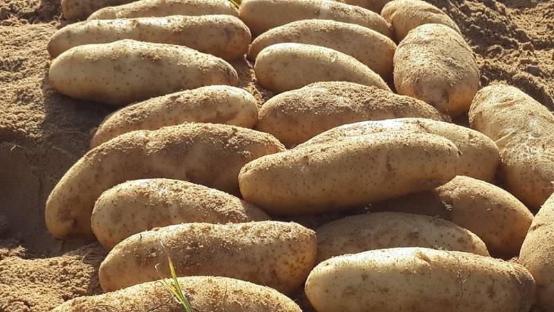 Картофель лапоть – описание сорта, фото, отзывы