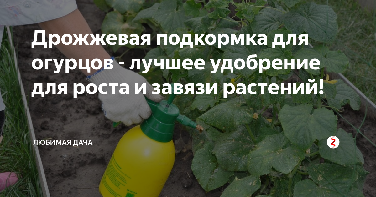Подкормка огурцов, томатов и перца дрожжами: отзывы и лучшие рецепты