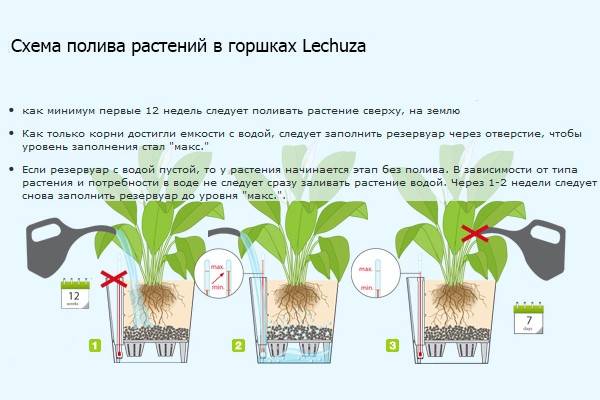 Полив домашних растений – все нюансы и правила | wikibotanika.ru