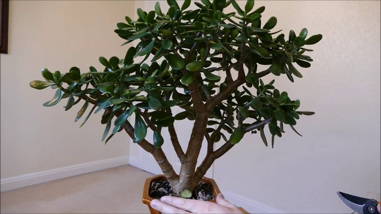 Денежное дерево: уход и выращивание в домашних условиях