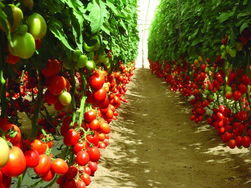 Лучшие сорта томатов на 2023 год для теплиц в подмосковье: самые урожайные сорта и гибриды, адаптированные для региона