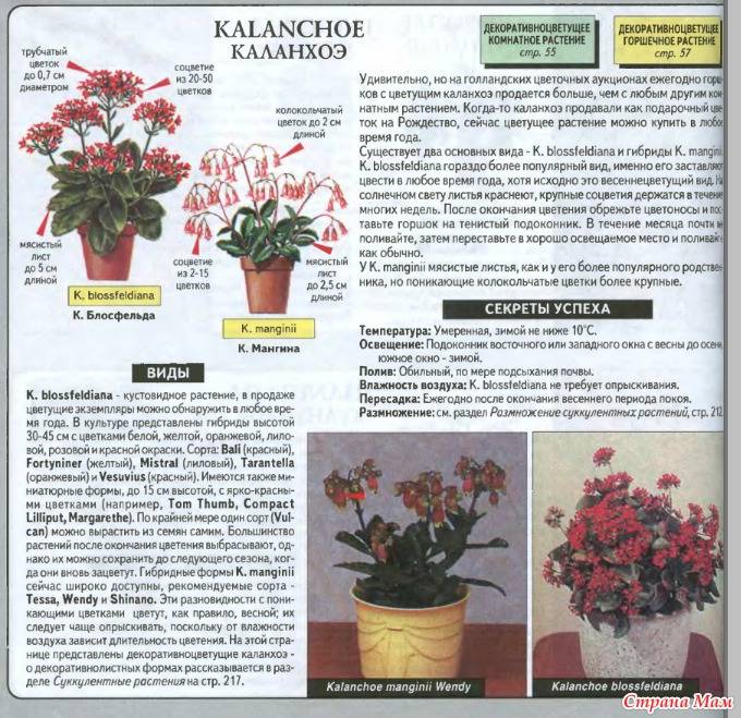 Как ухаживать за каланхоэ в домашних условиях: советы и рекомендации :: syl.ru