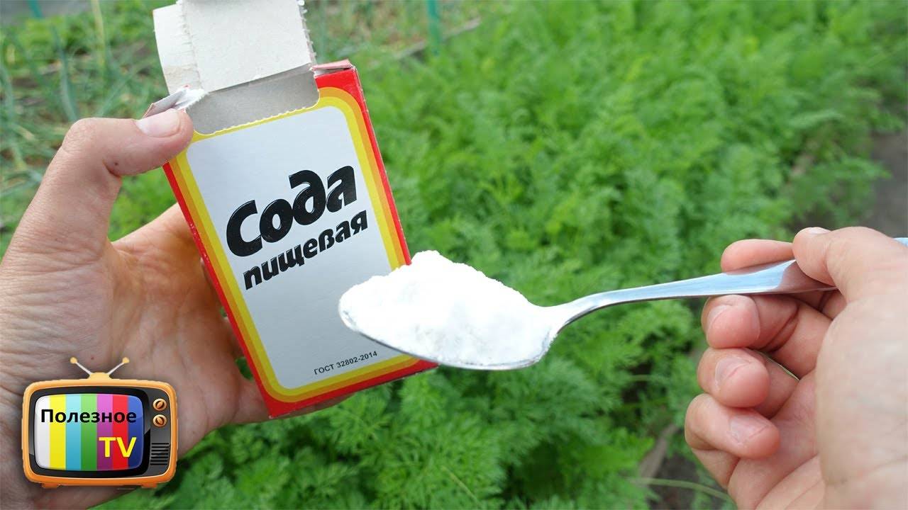Сода в огороде: советы дачникам, применение от вредителей