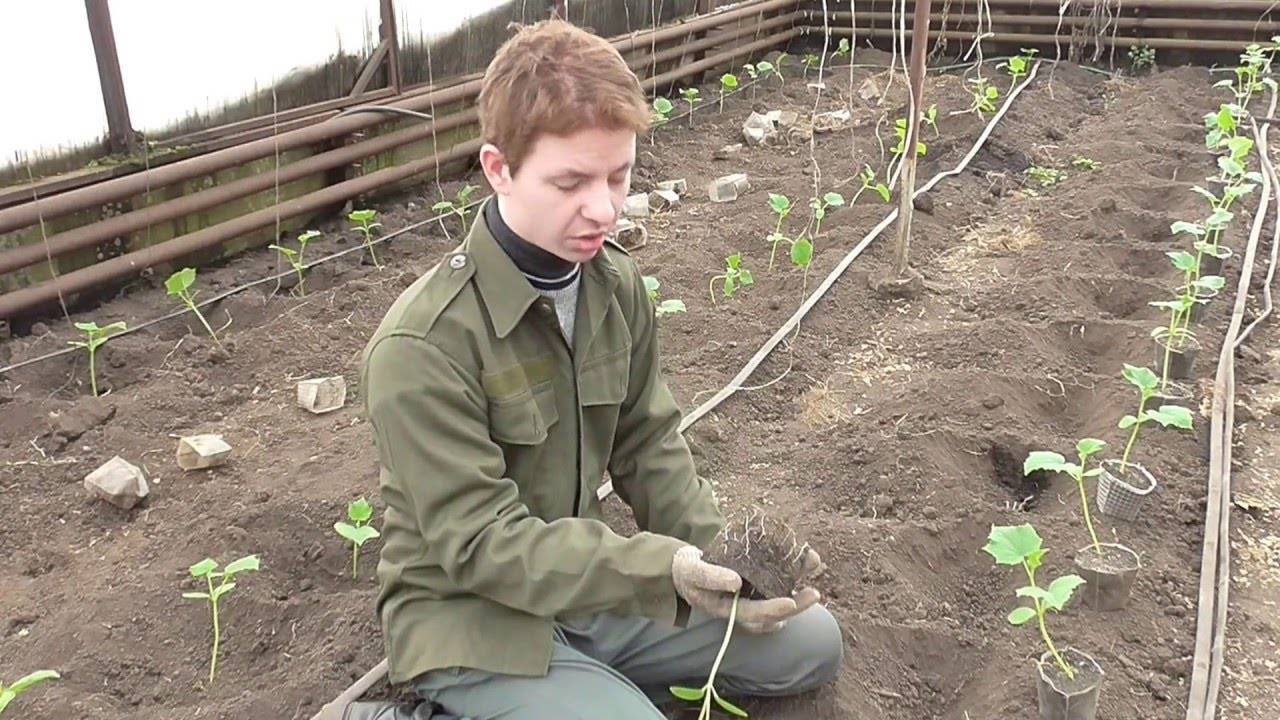Как правильно посадить огурцы в теплице: посадка, уход и формирование куста