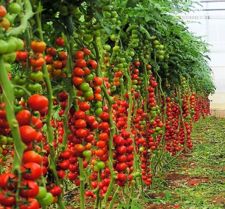 Описание лучших сортов томатов для выращивания в теплицах из поликарбоната в подмосковье