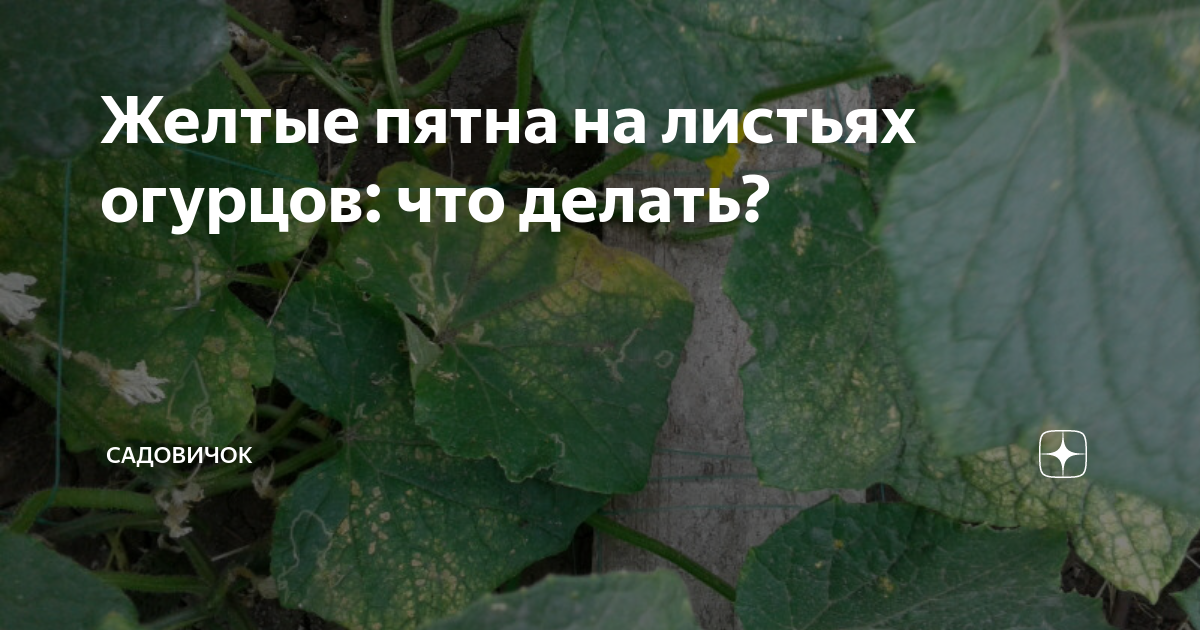 Почему вянут листья на огурцах в теплице и можно ли их спасти
