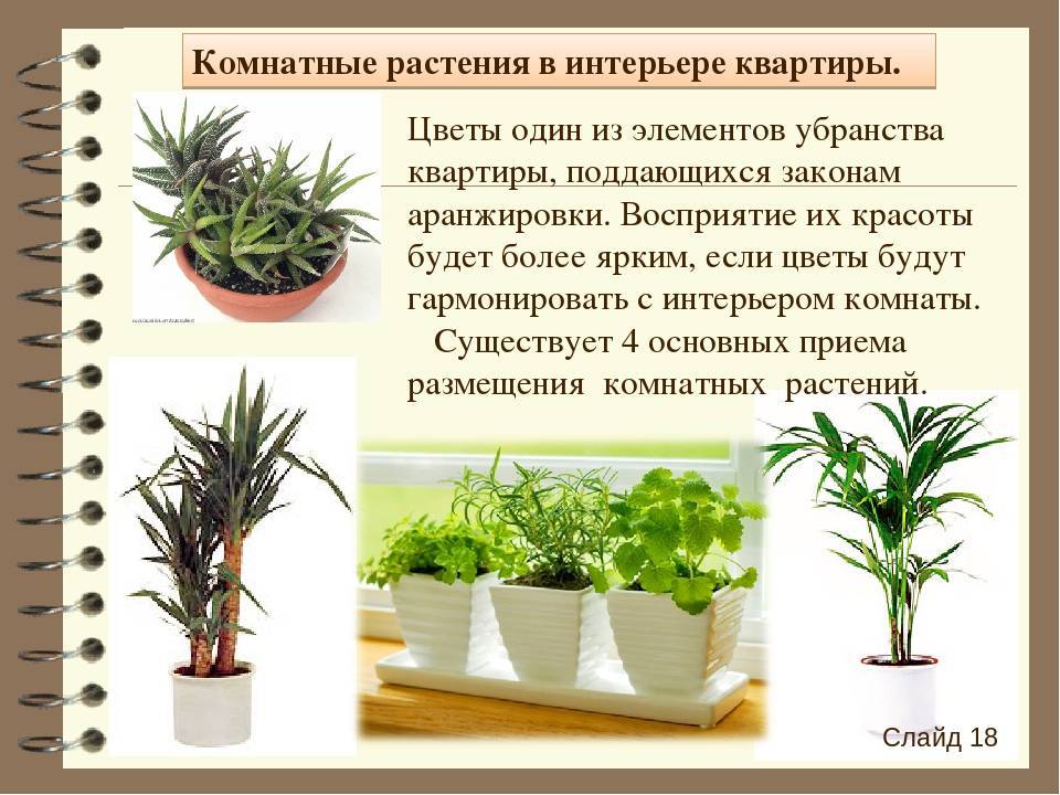 Рейтинг неприхотливых растений для дома