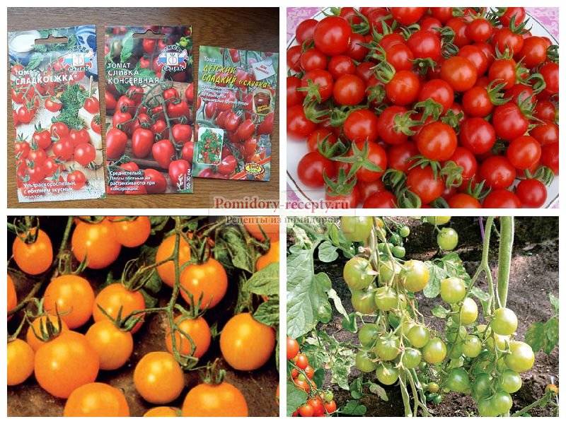 Лучшие сорта розовых томатов: самые крупные, вкусные и сладкие, урожайные, для теплицы, открытого грунта, ранние, отзывы о выращивании