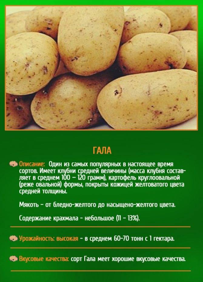 Картофель сантэ: описание сорта, характеристика, посадка и уход, фото